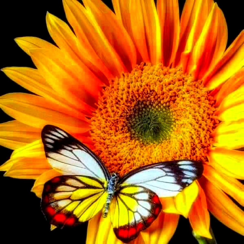 Meet your Posher, Sonya